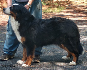 Storm - Berner